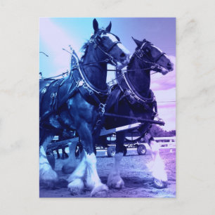Clydesdale Postcard