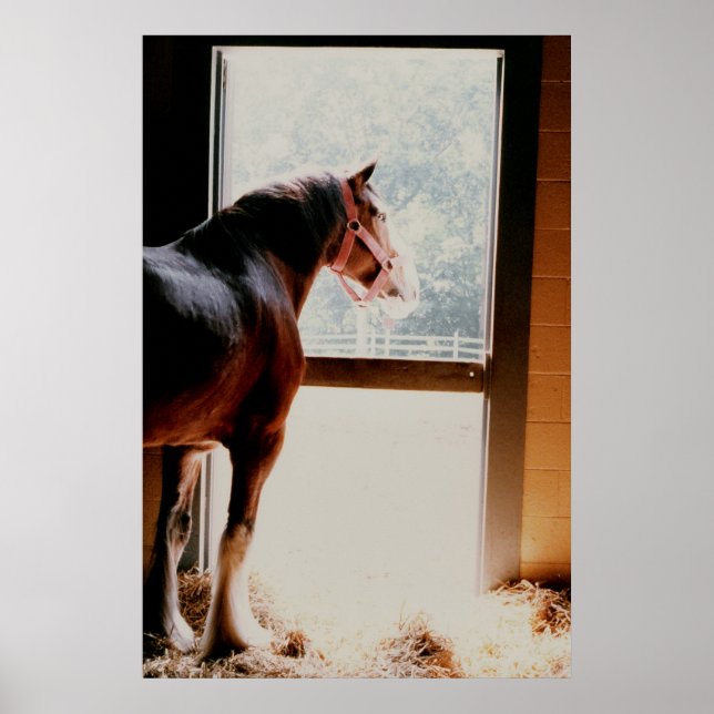 Clydesdale Poster (Front)