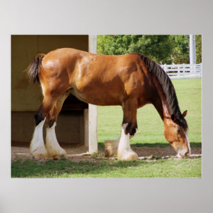 Clydesdale Poster