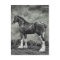 Clydesdale Stallion B&W