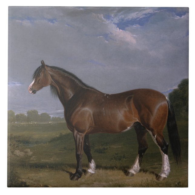 Clydesdale Stallion (Thoroughbred Horse) (Animal) Tile (Front)