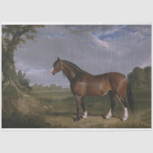 Clydesdale Stallion (Thoroughbred Horse) (Animal) Tissue Paper