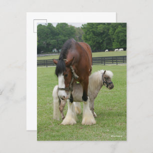 Clydesdale Standing over Miniature Pony Postcard