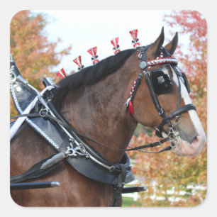 Clydesdale sticker