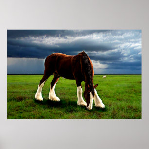 Clydesdale Storm Poster