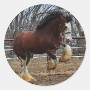 Clydesdale stud colt running classic round sticker