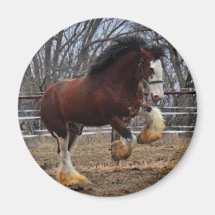 Clydesdale stud colt running magnet