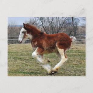 Clydesdale stud colt running postcard