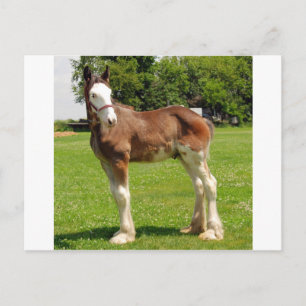 clydesdale stud postcard