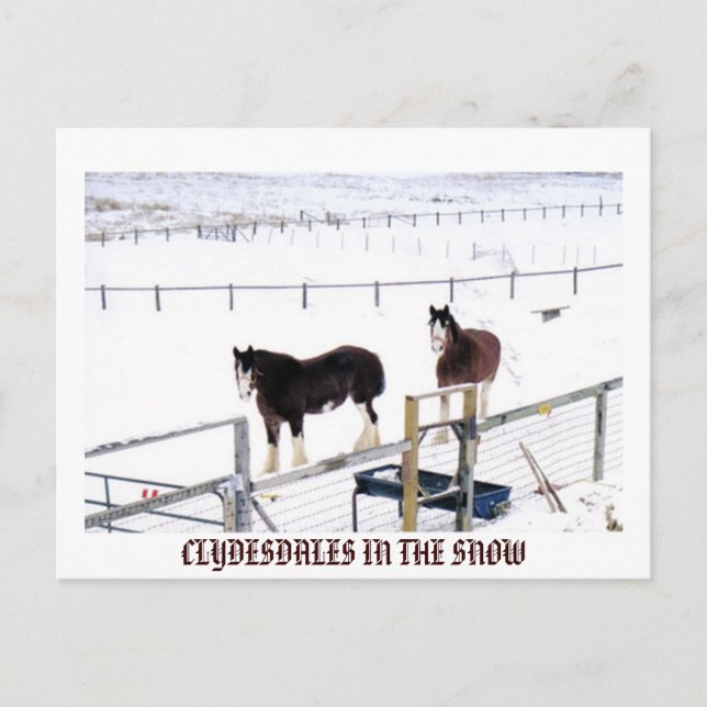 CLYDESDALES IN THE SNOW POSTCARD (Front)