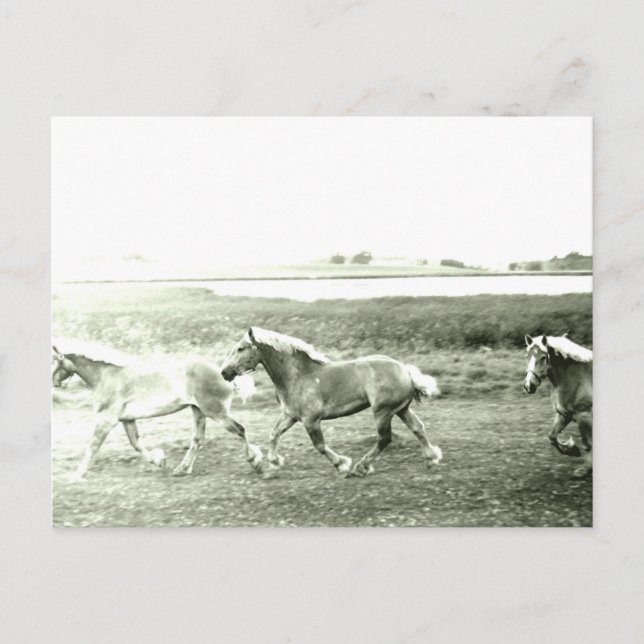 Clydesdales Postcard (Front)