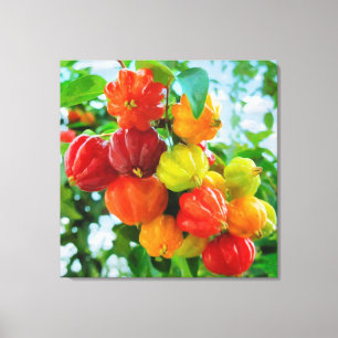 CM12135 - Pitanga, tropical fruit Canvas Print