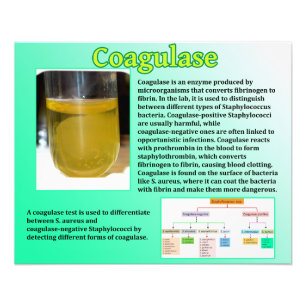 Coagulase Photo Print