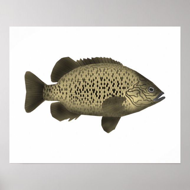 Coal Grunter Poster (Front)