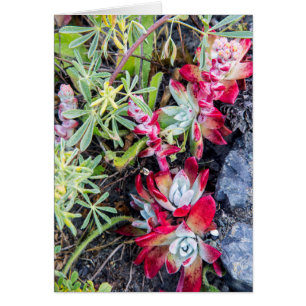 Coast Dudleya At Point Reyes National Seashore