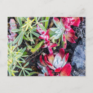 Coast Dudleya At Point Reyes National Seashore Postcard