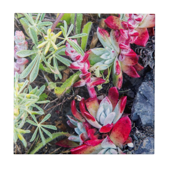 Coast Dudleya At Point Reyes National Seashore Tile (Front)