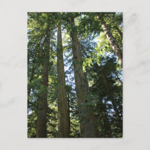 Coast Redwood Trees Postcard