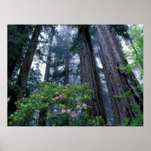 Coast Redwoods and Rhododendrons Poster