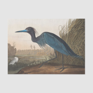 coastal Audobon blue heron Tissue Paper