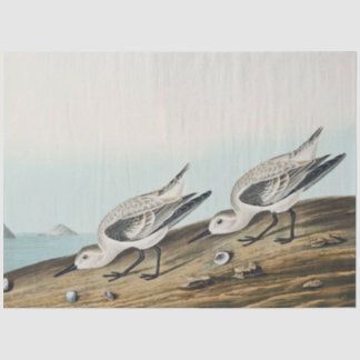coastal audobon sanderling gulls tissue paper