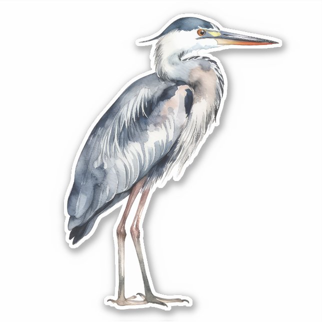 Coastal Blue Heron Bird (Front)