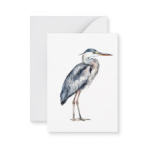 Coastal Blue Heron Bird