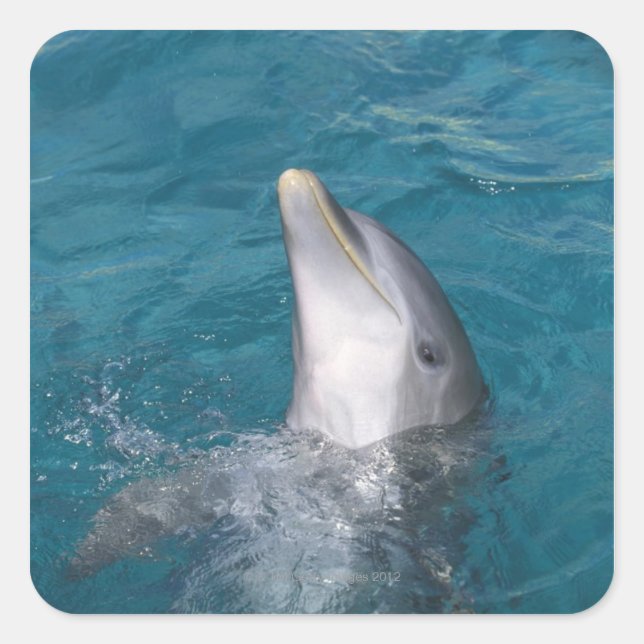 Coastal Bottlenose Dolphin Square Sticker (Front)