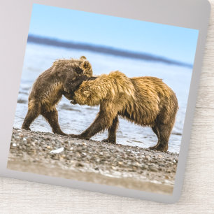 Coastal brown bears