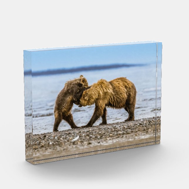 Coastal brown bears photo block (Left)