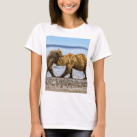Coastal brown bears
