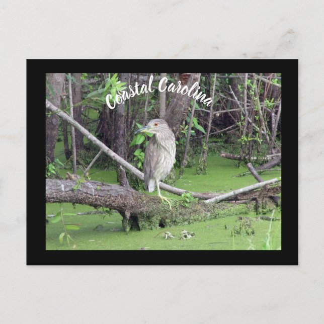 Coastal Carolina Bittern Post Card Postcrossing (Front)