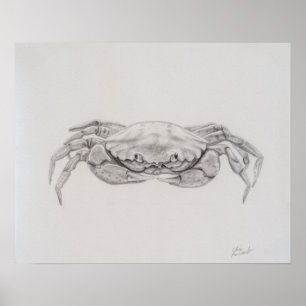 Coastal Crab Drawing Poster