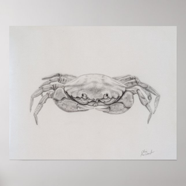 Coastal Crab Drawing Poster (Front)