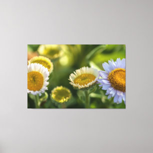 Coastal Daisies Canvas Print