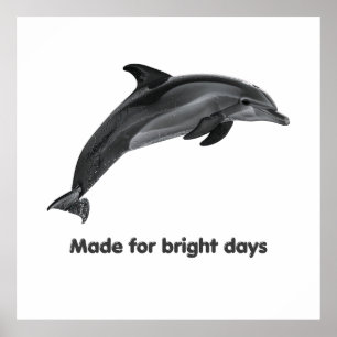 Coastal Dolphin Poster