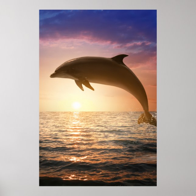 Coastal Dolphin Poster (Front)