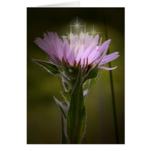 Coastal Fleabane Aster on Unalaska Island