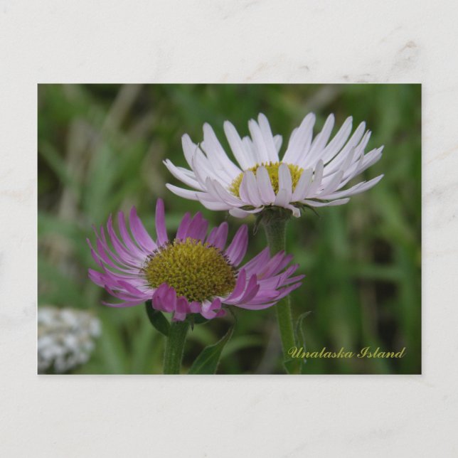 Coastal Fleabane, Unalaska Island Postcard (Front)