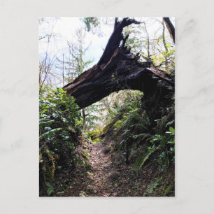 Coastal Forest Loop Trail, Cape Disappointment, WA Postcard