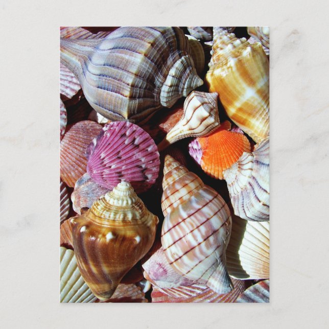 Coastal Ocean Sea Shell Pattern Postcard (Front)