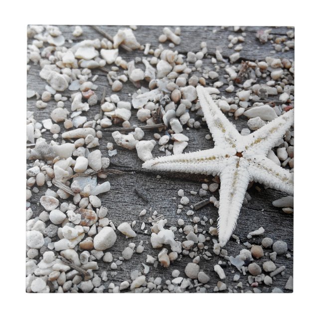 Coastal Ocean Sea Shell Pattern Tile (Front)