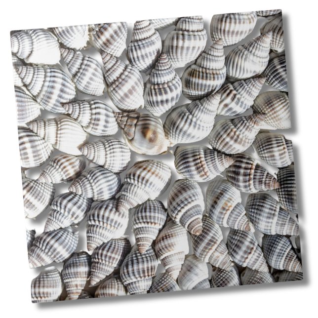 Coastal Ocean Sea Shell Pattern Tile (Abstract Seashell Starburst Nautical Beach House Ceramic Tile)