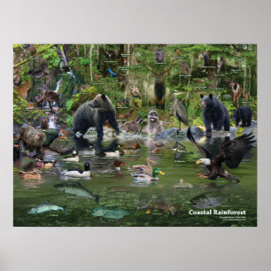 Coastal Rainforest identification Poster