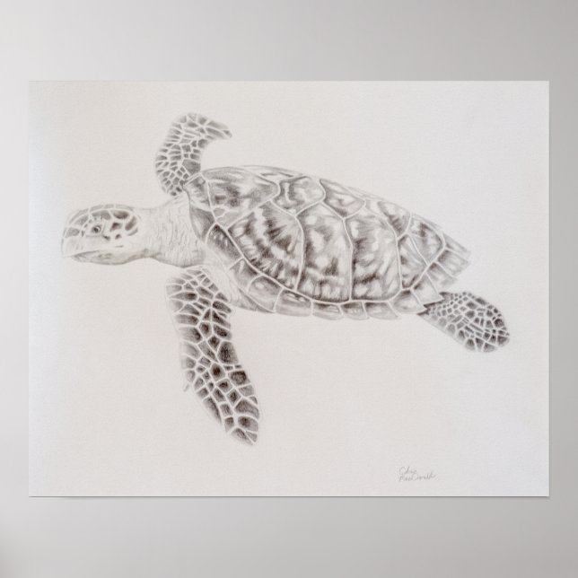 Coastal Sea Turtle Drawing Poster (Front)
