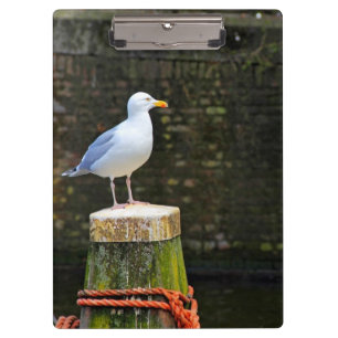 Coastal Seagull Bird and Ocean Wildlife Photo Clipboard