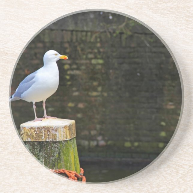 Coastal Seagull Photography Coaster (Front)