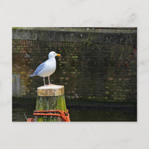 Coastal Seagull Photography Postcard