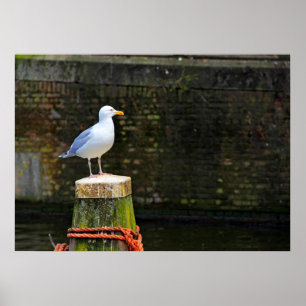 Coastal Seagull Photography Poster