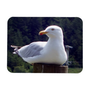 Coastal Seagull Resting Wildlife Ocean Scene Art Magnet
